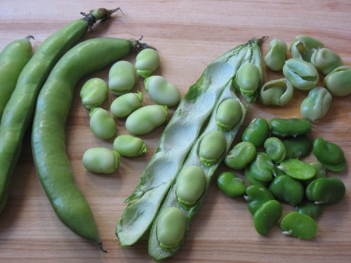 favas raw and cooked